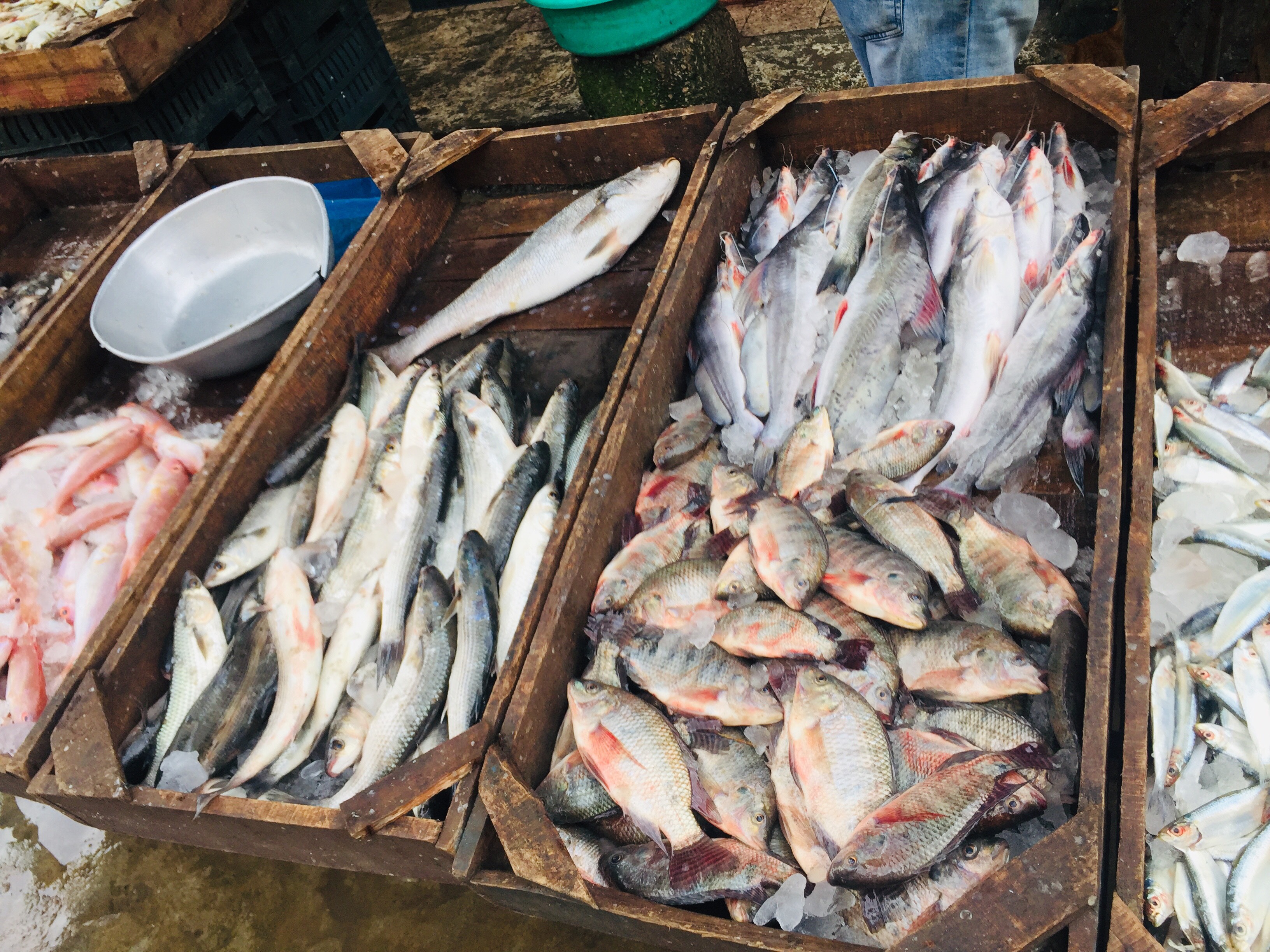أسواق السمك بالإسماعليلية (12)