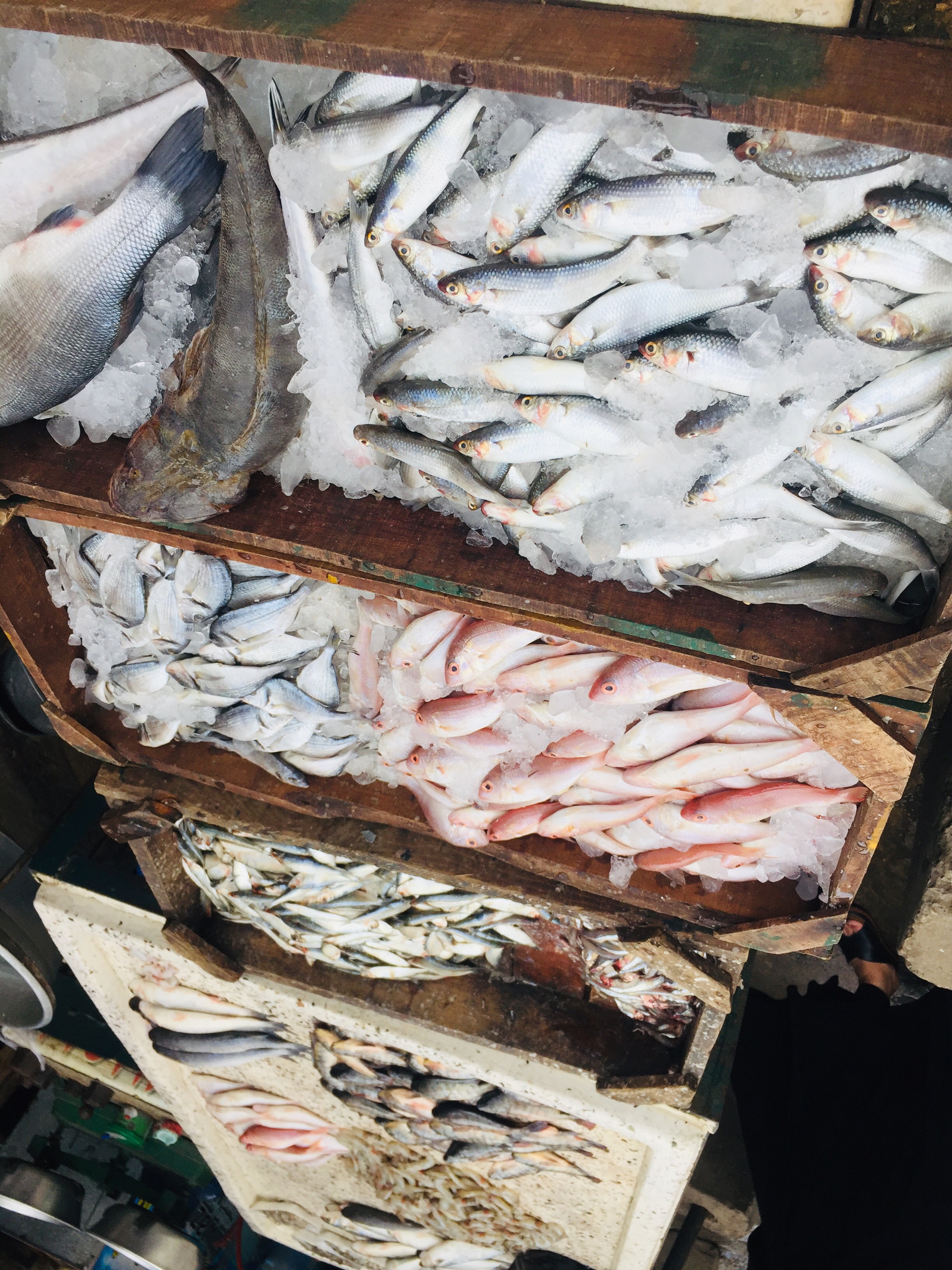 أسواق السمك بالإسماعليلية (2)