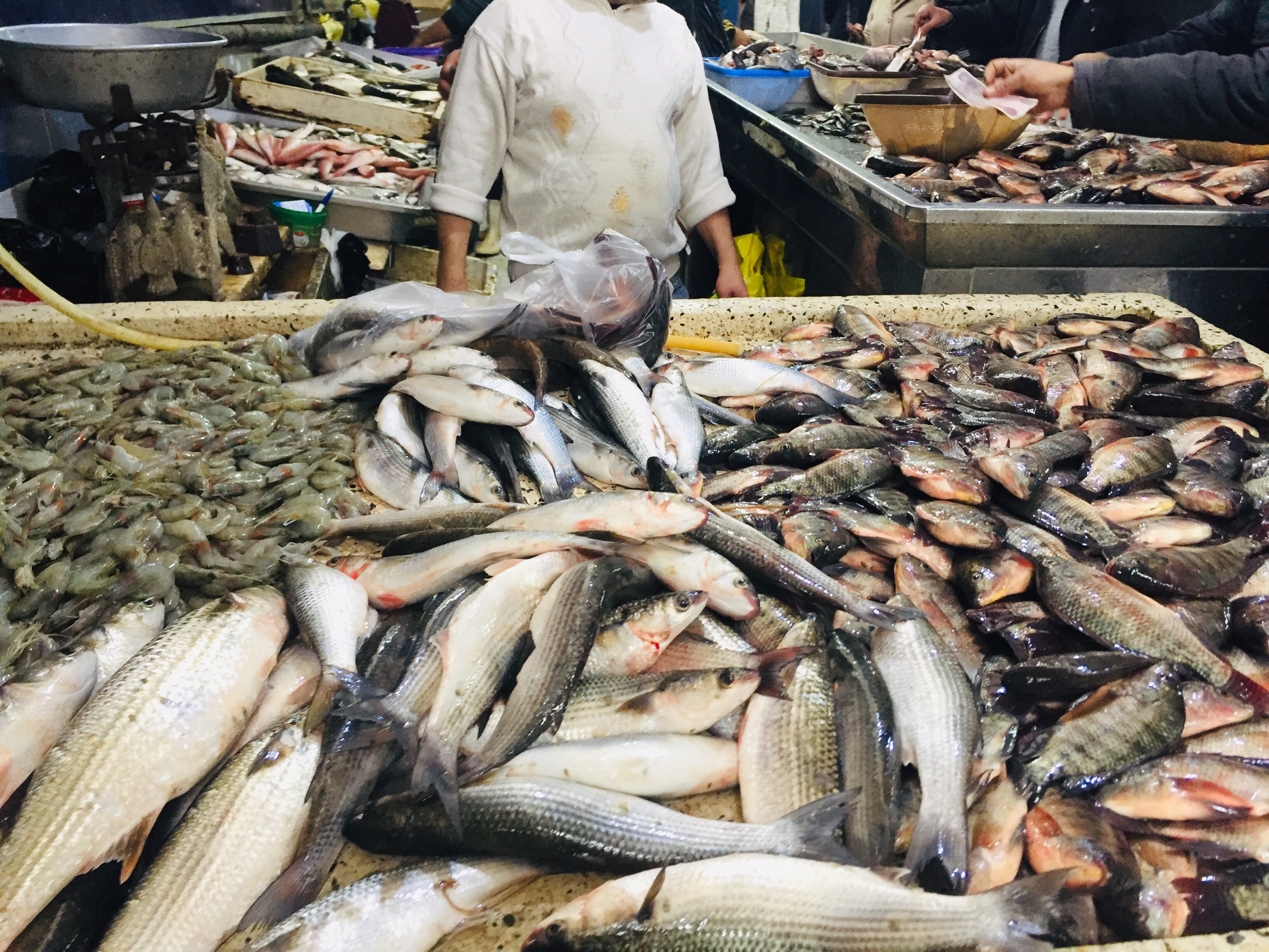 أسواق السمك بالإسماعليلية (3)
