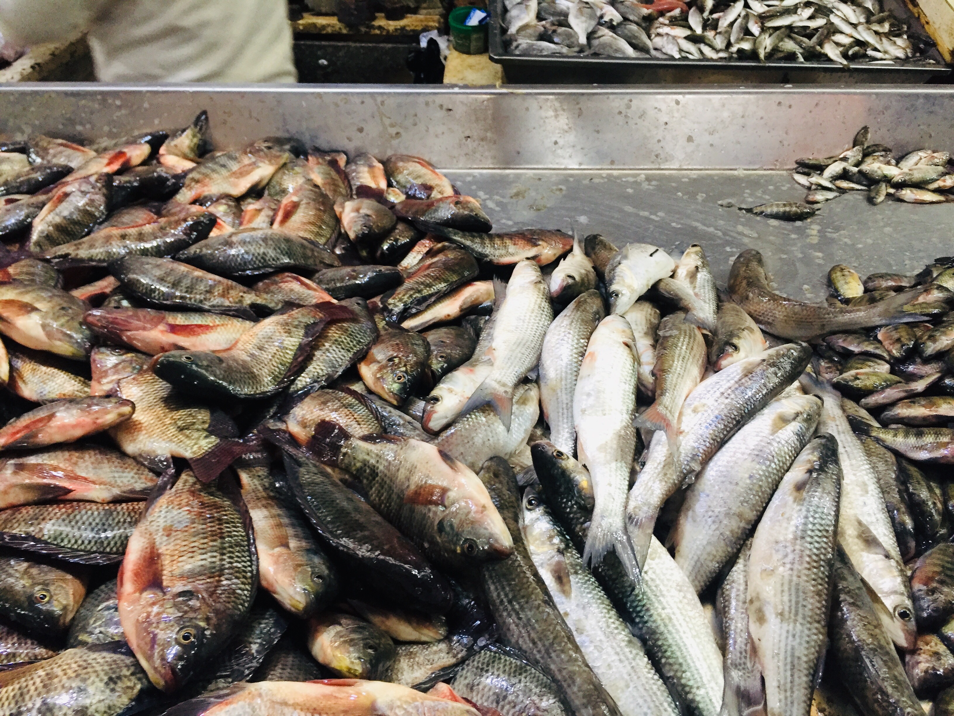 أسواق السمك بالإسماعليلية (7)
