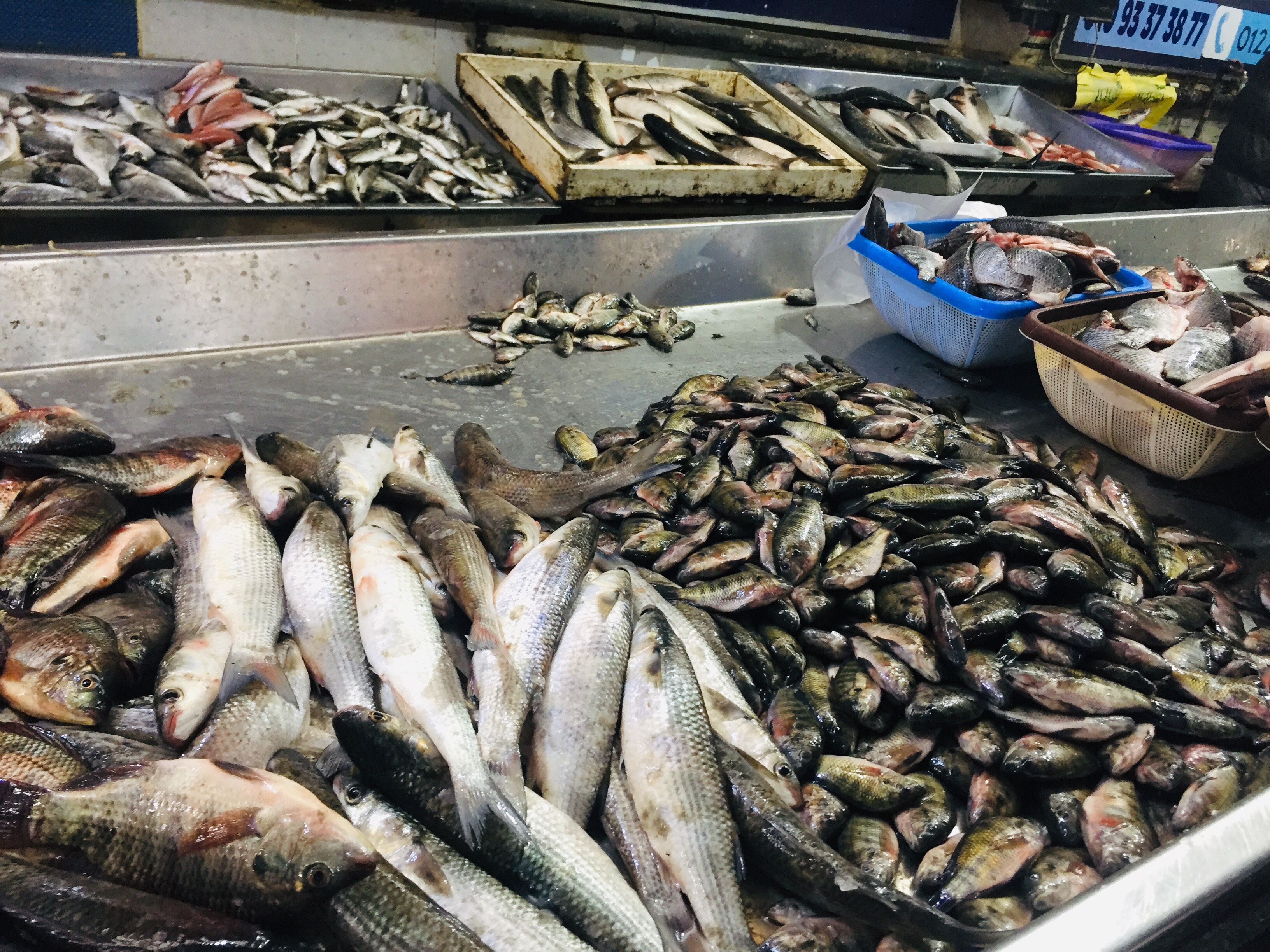 أسواق السمك بالإسماعليلية (10)
