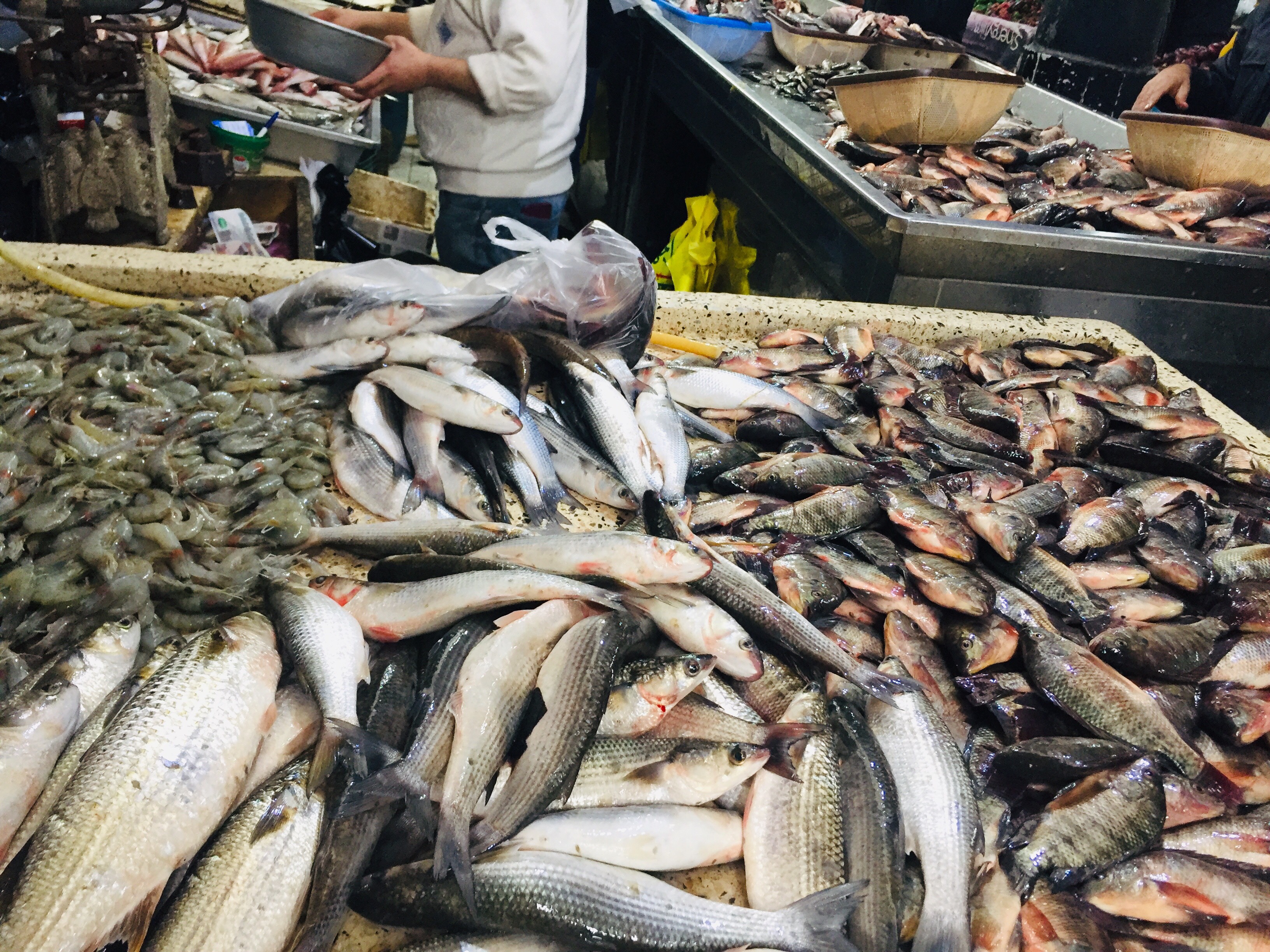 أسواق السمك بالإسماعليلية (5)