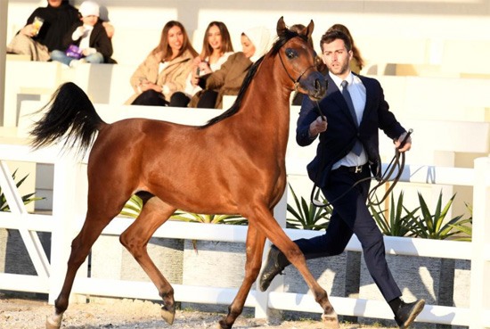 بطولة الحصان العربي