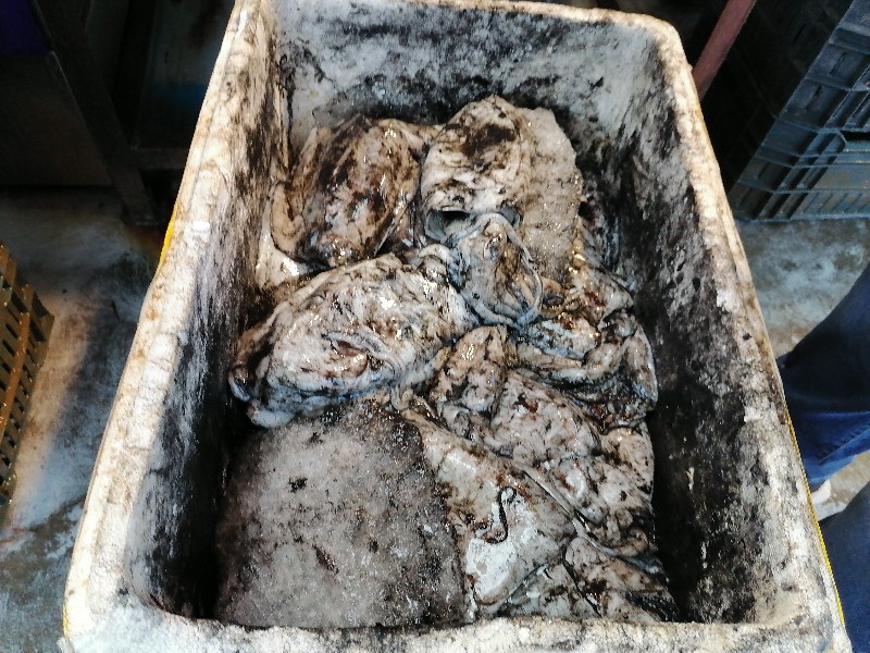 جانب من السيبيا