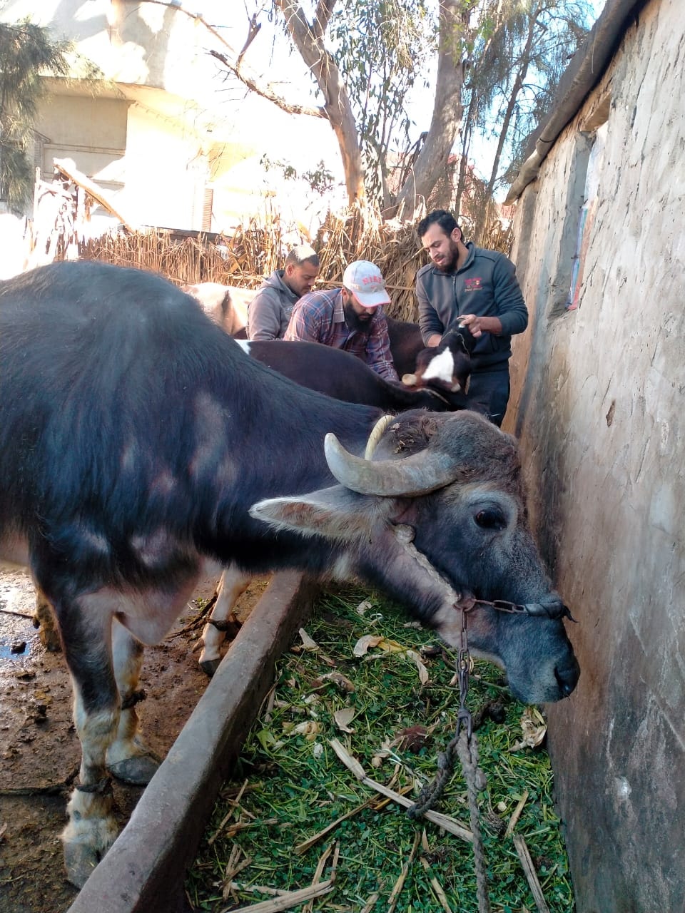 جانب من اعمال التحصين