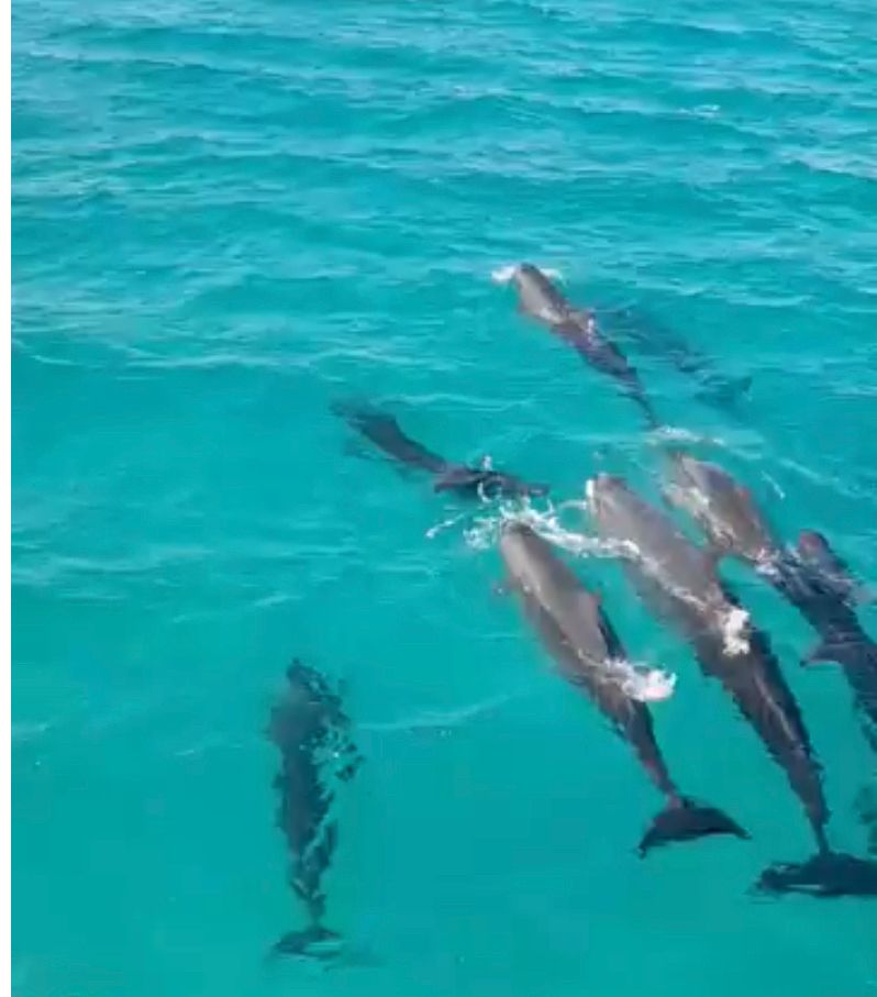 اسراب الدلافين التي تم رصدها اليوم 