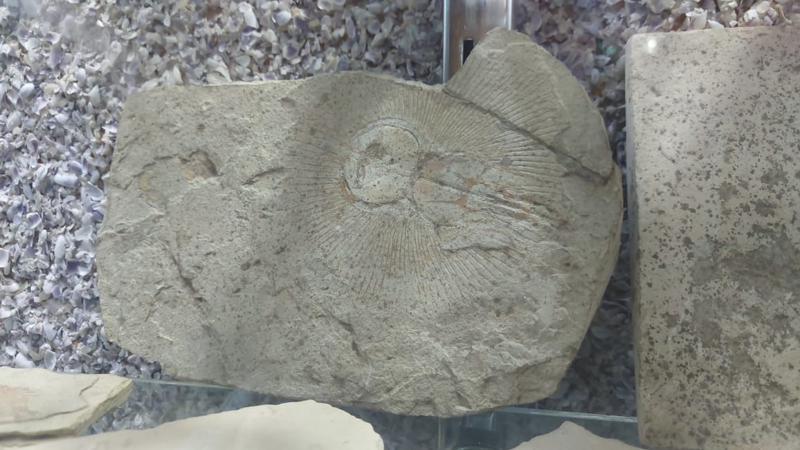 الحفريات البحرية (2)
