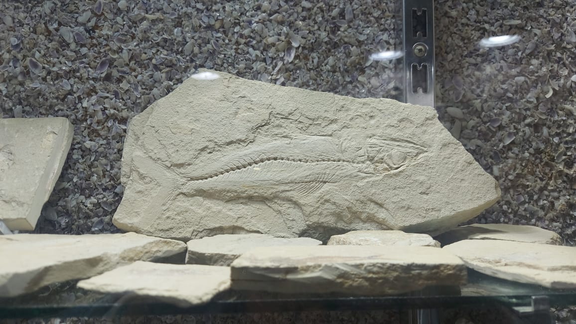 الحفريات البحرية (4)