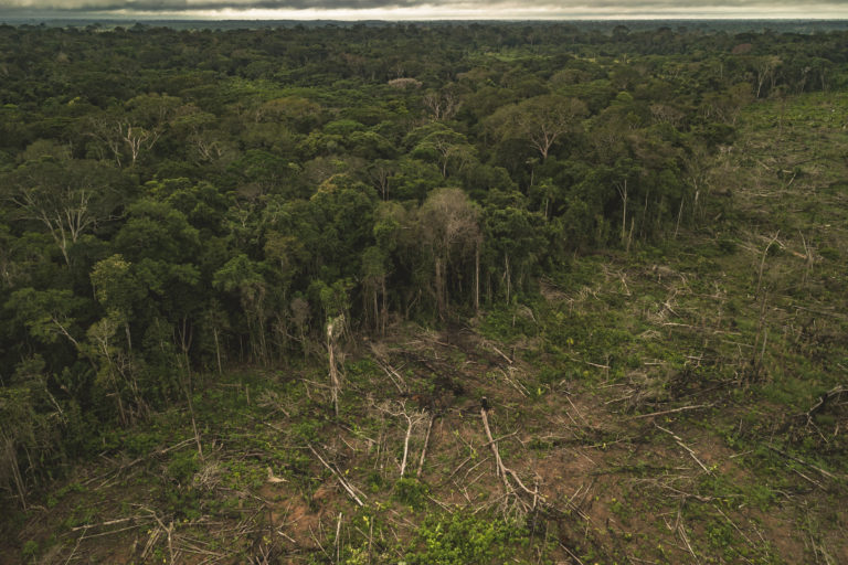 ازالة الغابات فى الامازون