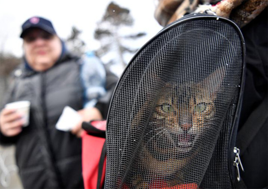 قطة في حقيبة مالكها بعد فرارها من كييف في أوكرانيا