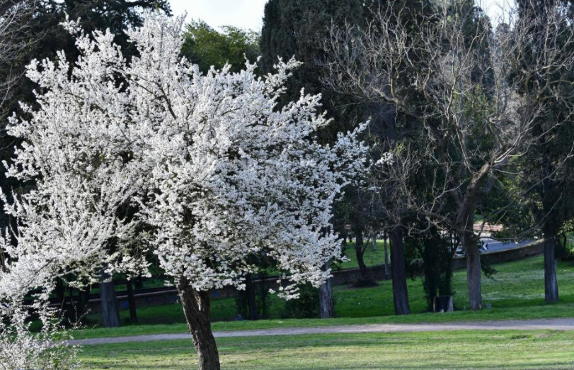 الربيع يسطع على حدائق روما