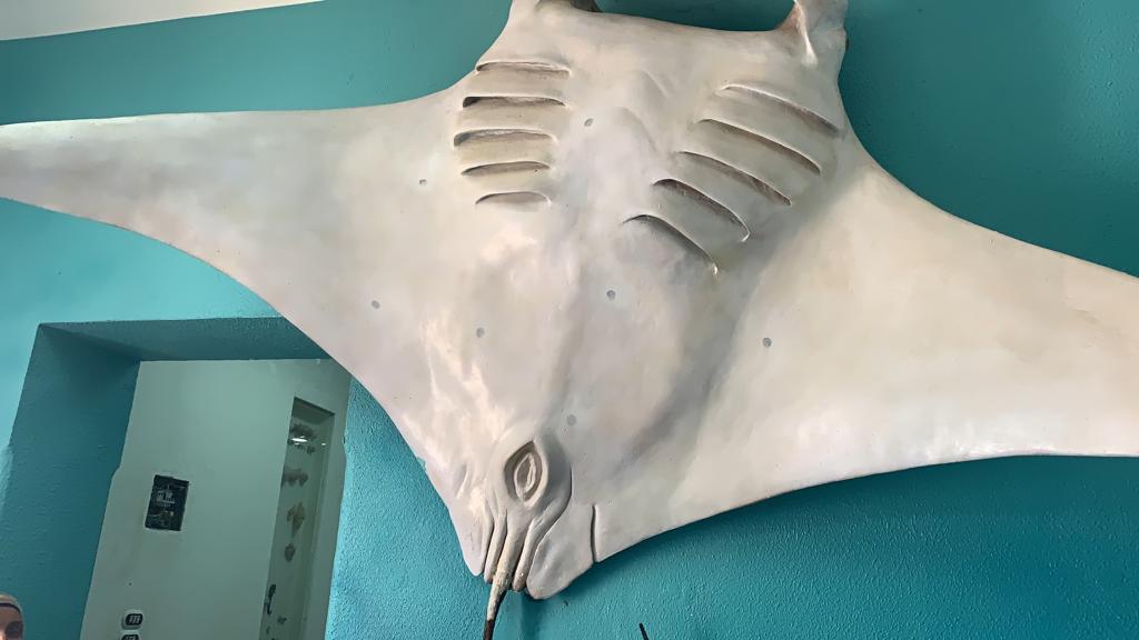 سميت بسمكة الشيطان والكرباج