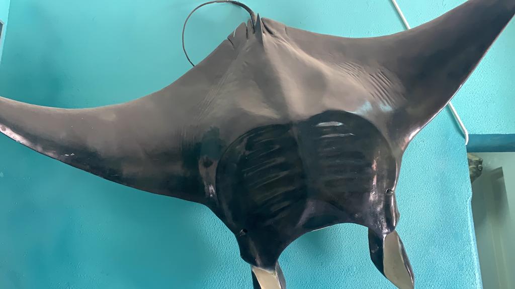 سمكة المانتا العملاقة بمتحف علوم البحار