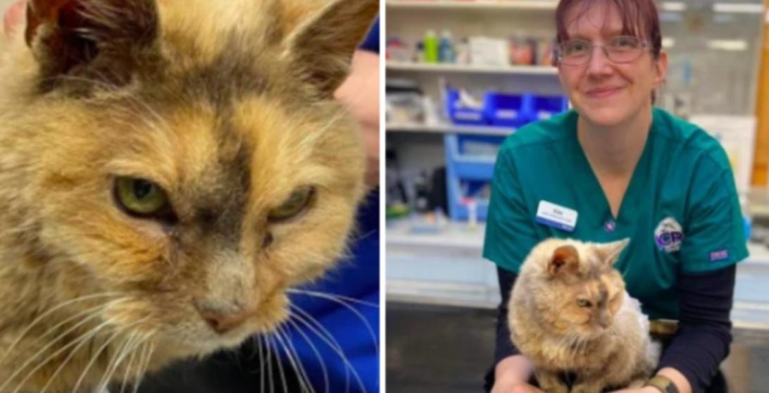 A woman finds her cat after 17 years