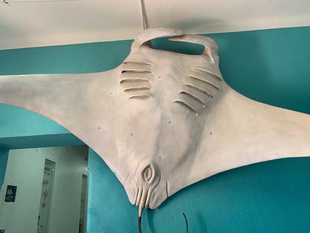 اصطادها المشير عبدالحكيم عامر