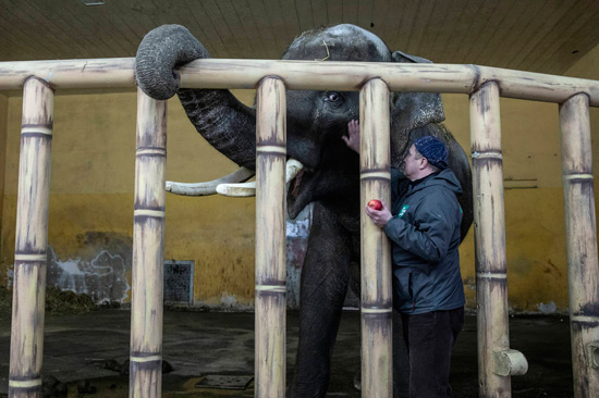 رعاية الحيوانات بحديقة كييف