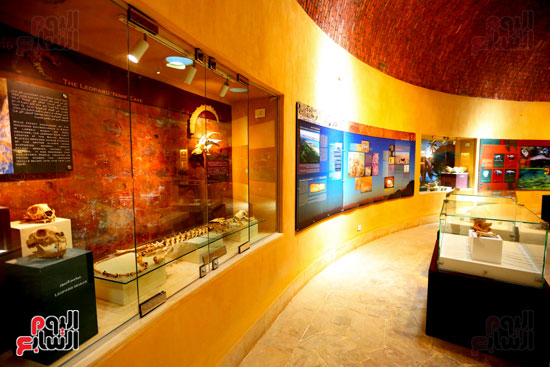 متحف وادى الحيتان بالفيوم