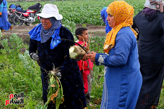 النساء يشاركن فى موسم الحصاد