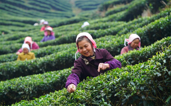حصاد الشاى فى الصين (7)