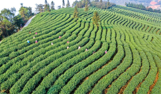 حصاد الشاى فى الصين (8)