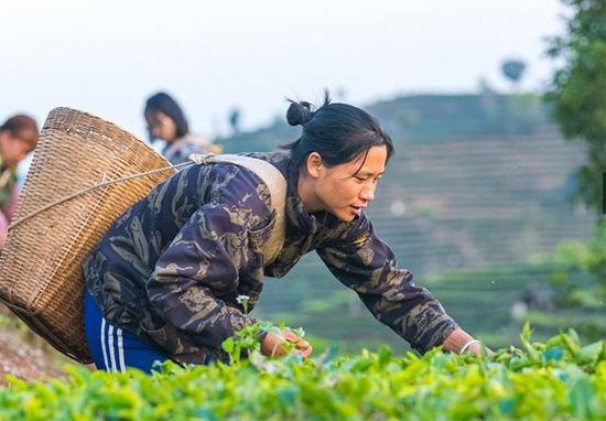 حصاد الشاى فى الصين (2)