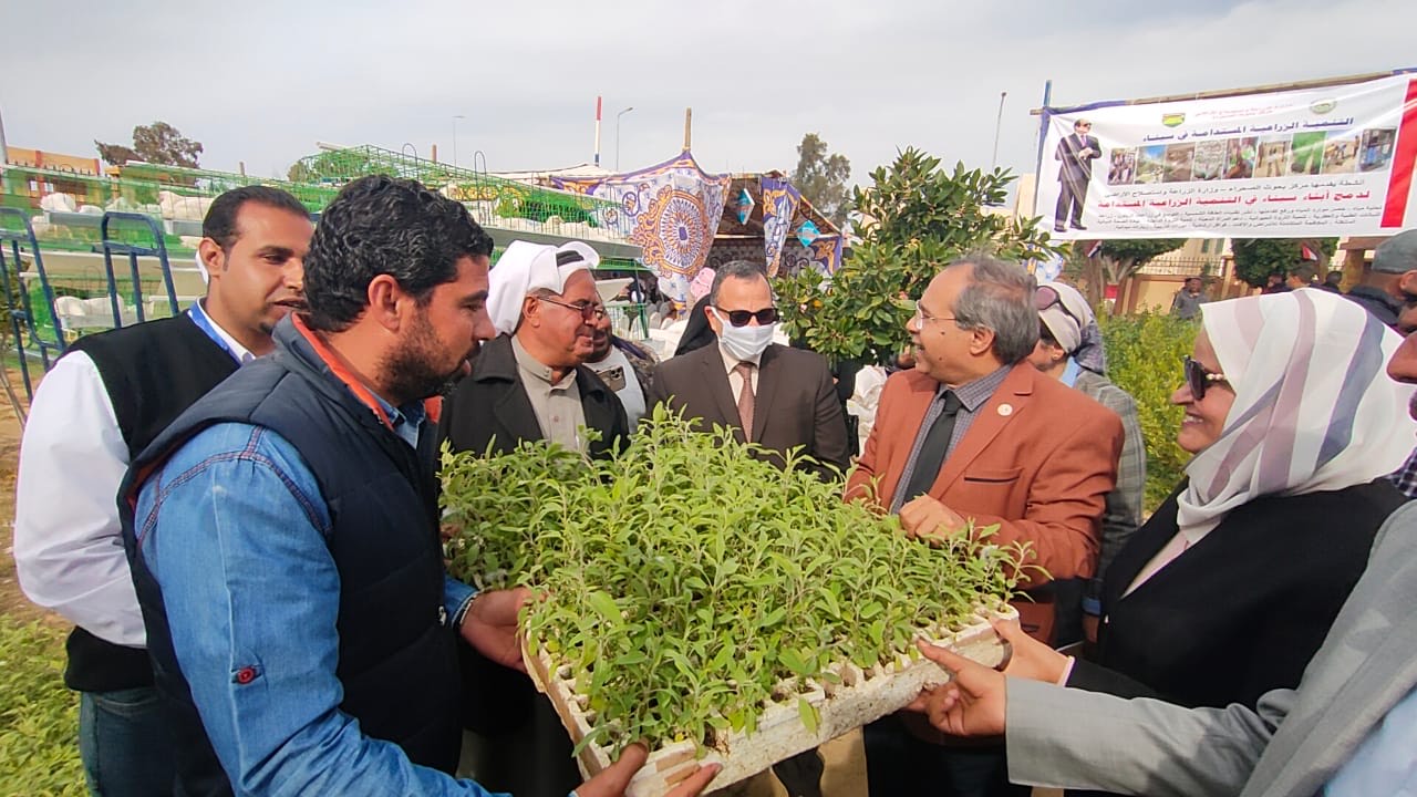 بدء توزيع شتلات زيتون ولوز ودواجن وأغنام على مزارعين بالشيخ زويد بشمال سيناء (1)