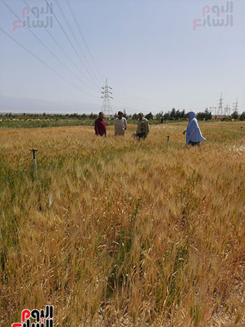 محصول القمح (1)