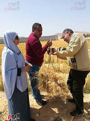 محصول القمح (3)