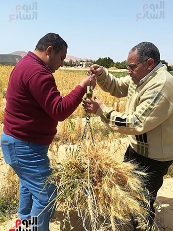 محصول القمح (6)