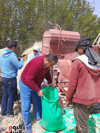 محصول القمح (7)