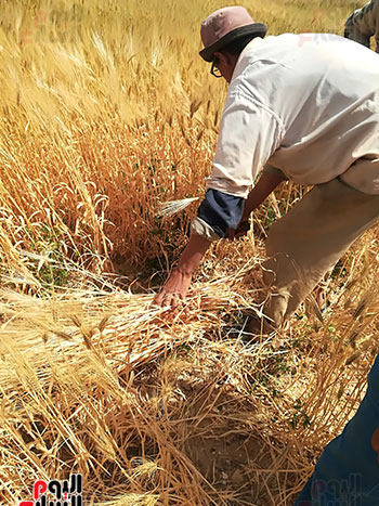 محصول القمح (5)