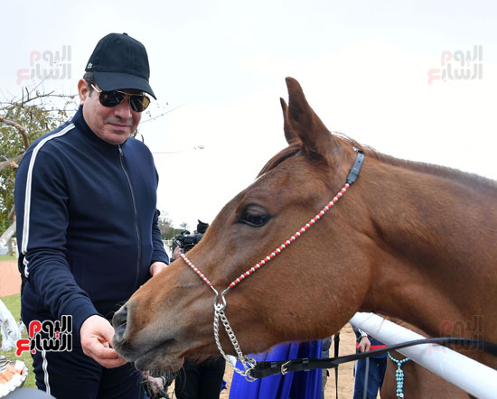 الرئيس السيسى يطعم أحد الخيول فى الاكاديمية