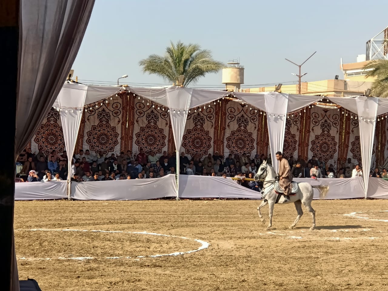  مهرجان الخيول العربية الأصيلة بالمنوفية (4)