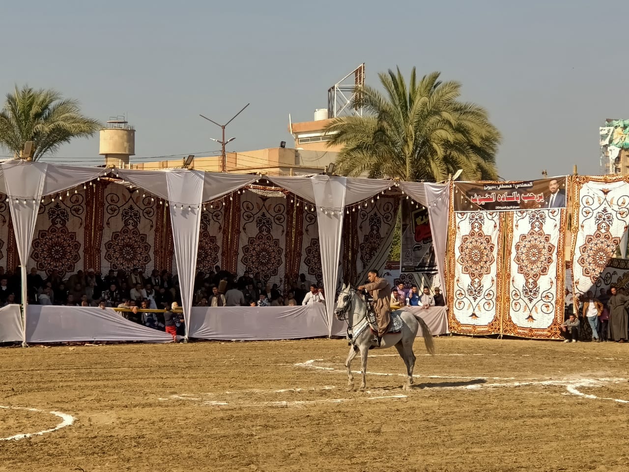  مهرجان الخيول العربية الأصيلة بالمنوفية (5)
