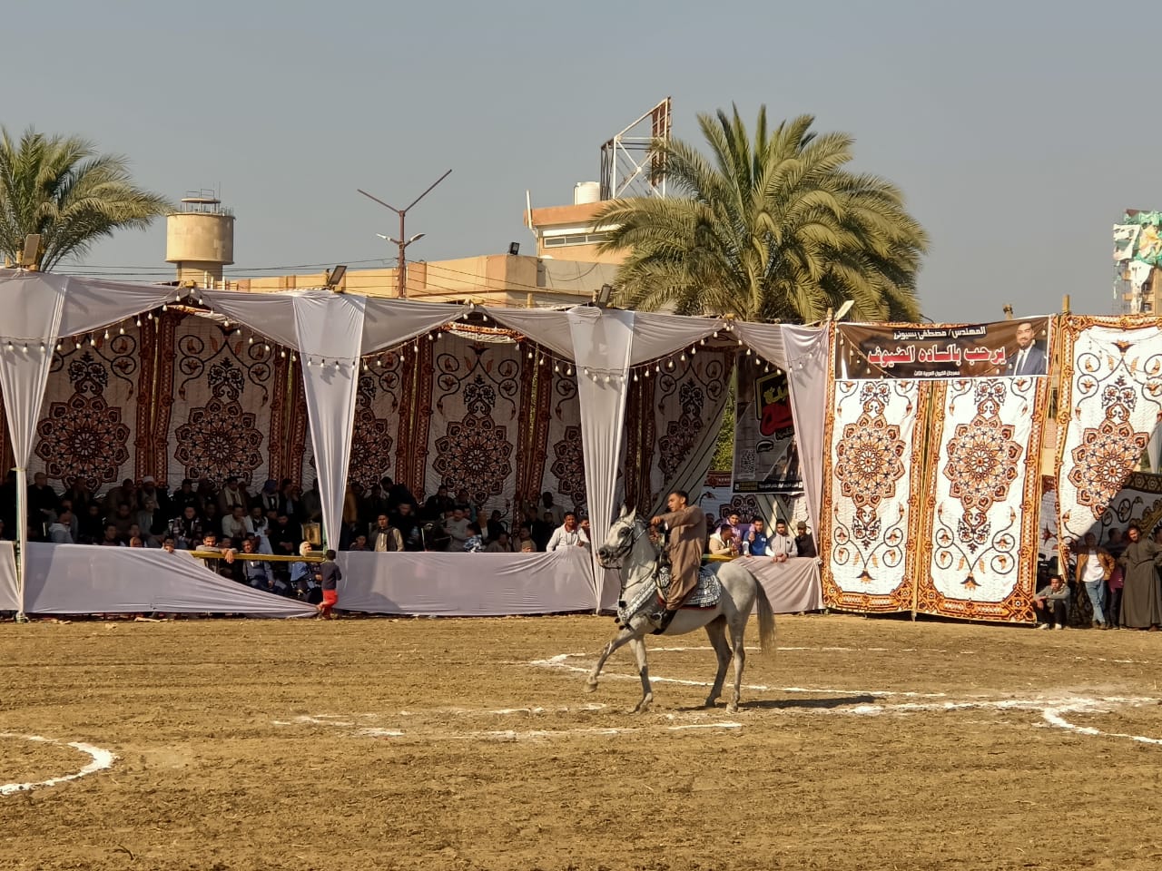  مهرجان الخيول العربية الأصيلة بالمنوفية (1)