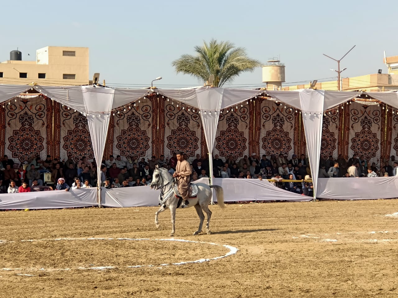  مهرجان الخيول العربية الأصيلة بالمنوفية (3)