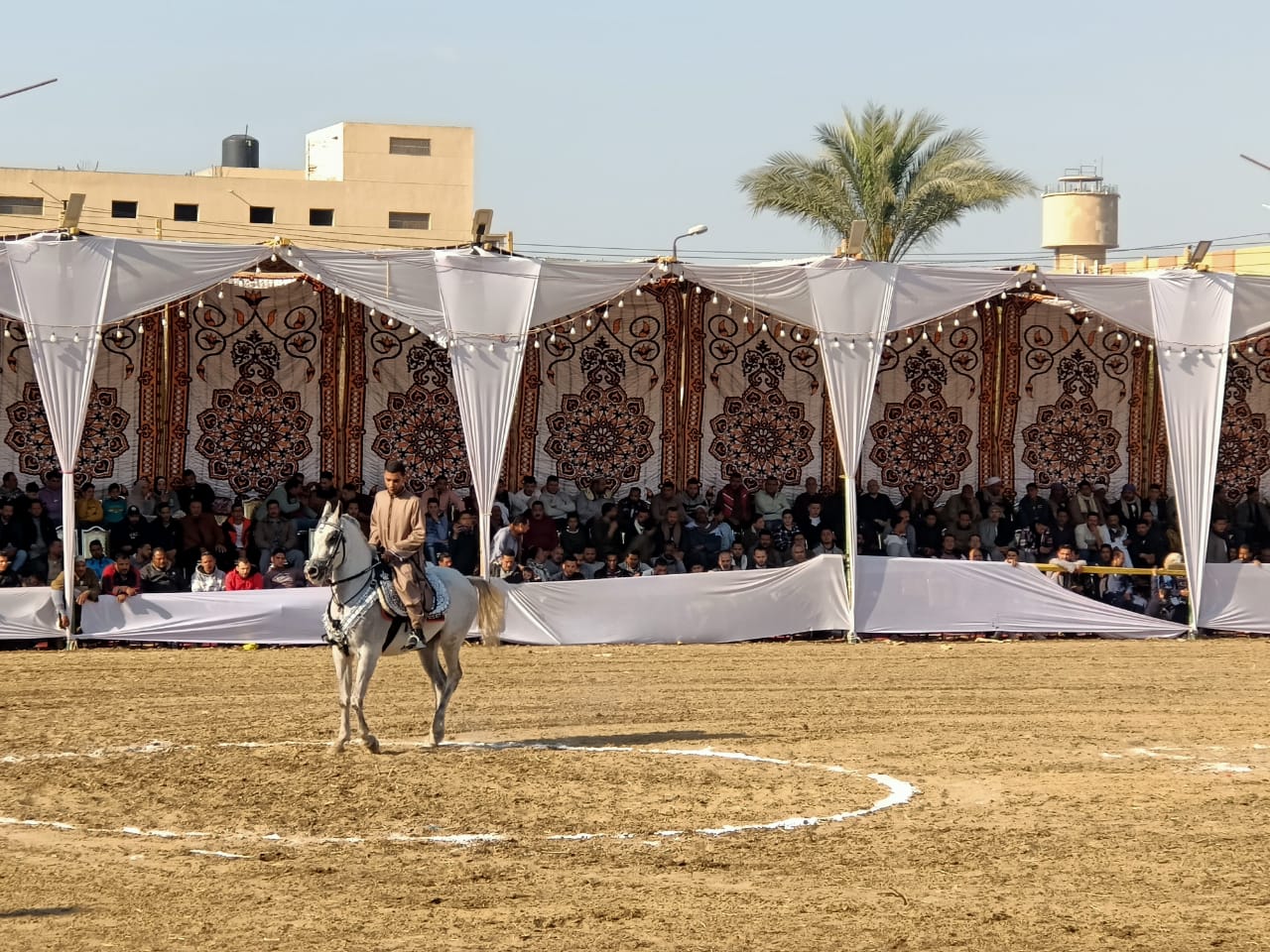  مهرجان الخيول العربية الأصيلة بالمنوفية (2)