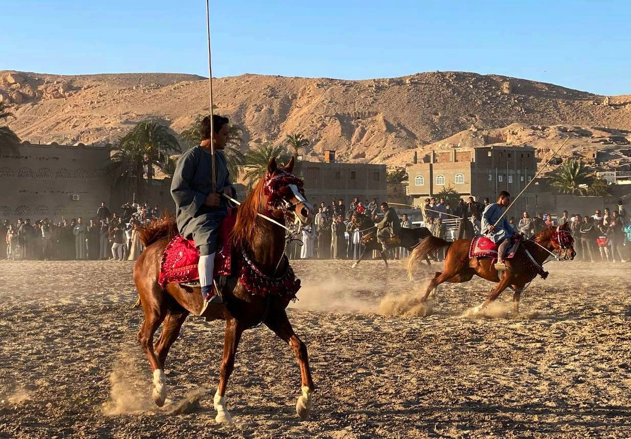 الخيول تبهر الجميع فى المولد