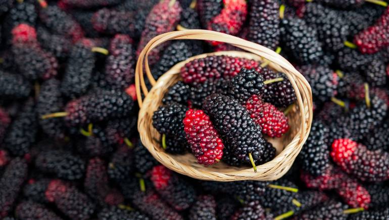 mulberries-