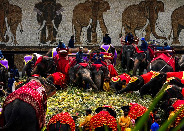لأفيال تستمتع ببوفيه من الفاكهة والخضروات خلال الاحتفال بيوم الفيل الوطني في تايلاند