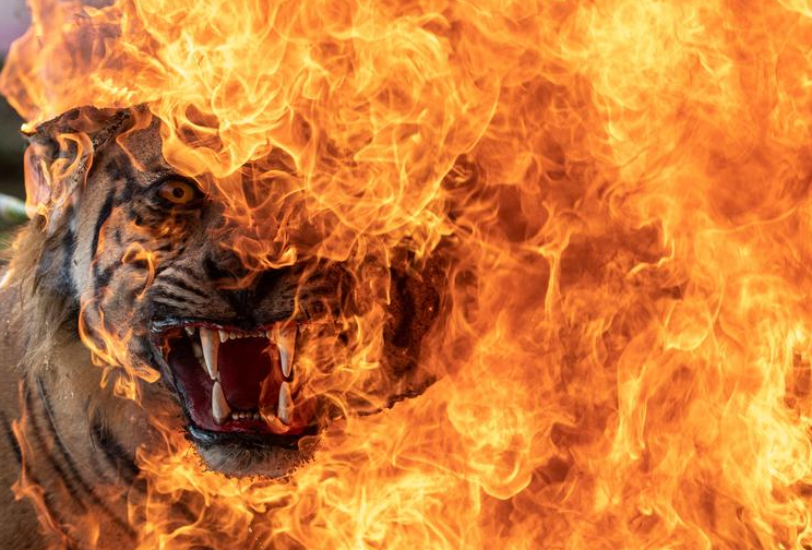 حرق تمثال نمر سومطرة كدليل للحفاظ على الموارد الطبيعية