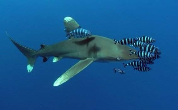 يطلق عليها بيت القرش يطلق عليها بيت القرش