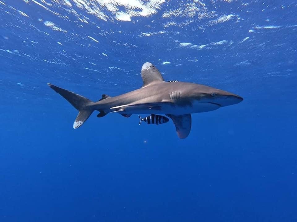 قروش مختلفة بأعمال البحر الأحمر قروش مختلفة بأعمال البحر الأحمر