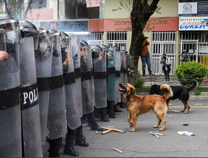 تقترب كلاب الشوارع من صف من ضباط الشرطة فى بوليفيا
