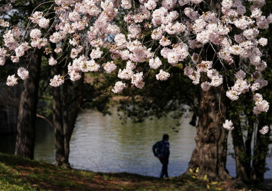 شخص يمشي إلى الماء على طول حوض المد والجزر ، حيث وصلت أزهار الكرز إلى ذروتها في واشنطن
