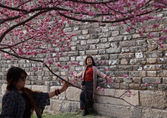 نساء يلتقطن الصور تحت أزهار البرقوق المتفتحة في بكين