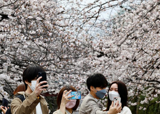 أشخاص يلتقطون صور سيلفي مع أزهار الكرز المتفتحة على طول نهر ميغورو في طوكيو