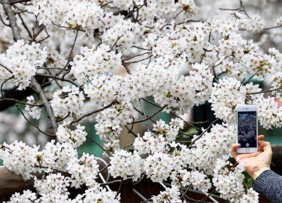 رجل يلتقط صورا لأزهار الكرز المتفتحة على طول نهر ميغورو في طوكيو