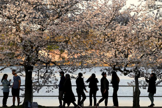 أشخاص يشاهدون أزهار الكرز في ذروة الإزهار على طول حوض المد والجزر في واشنطن