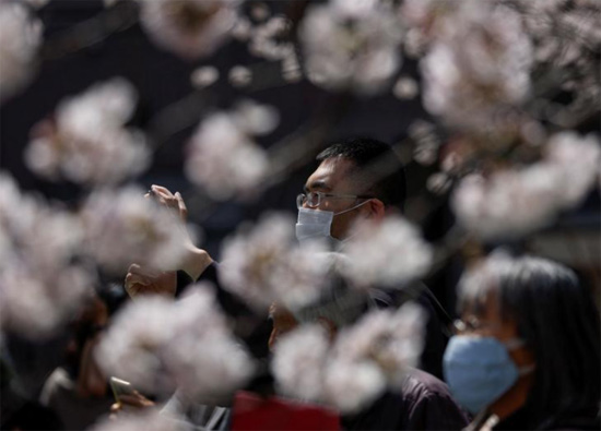 أشخاص يرتدون أقنعة واقية ينظرون إلى أزهار الكرز المتفتحة في طوكيو